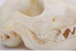 Photo Reference of Skull